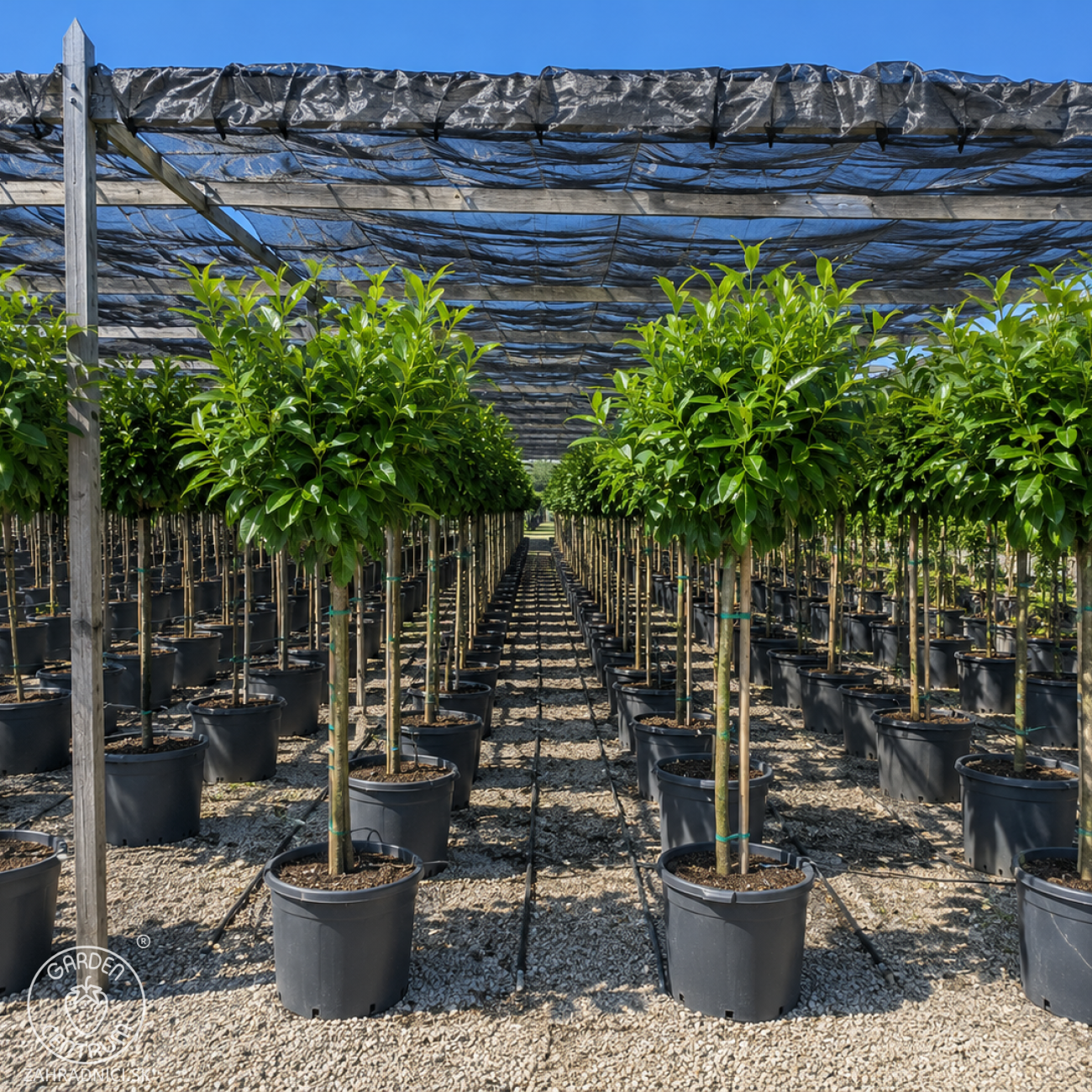 Obrázok Vavrínovec lekársky (Prunus laurocerasus) ´NOVITA´ - výška 150-180 cm, obvod kmeňa 10/12 cm, kont. C35L (-22°C) NA KMIENKU